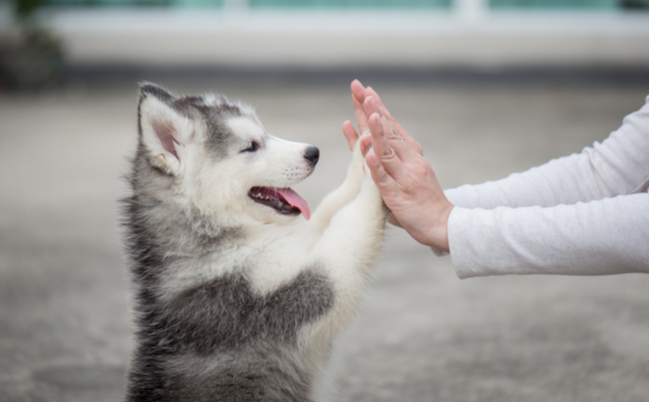 現役獣医師が教える 犬の 黒い爪 を切るときの3つのポイント まぐまぐニュース