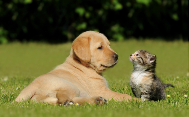 shutterstock_124152457 (1)