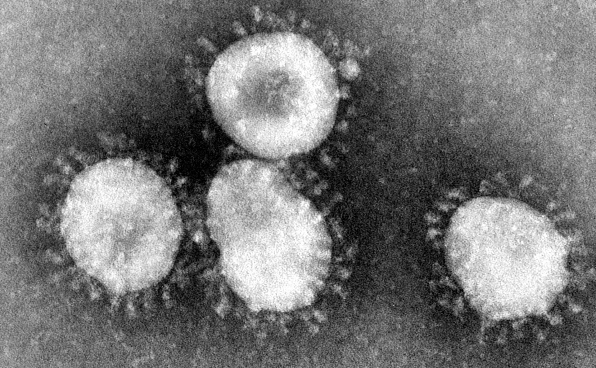 Coronaviruses_004_lores