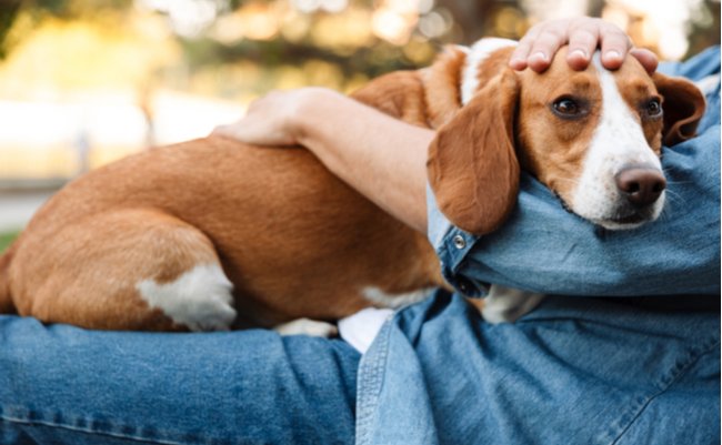 犬も苦しむコロナウイルス感染症。獣医師が教える症状と予防法