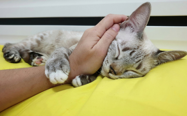 shutterstock_1605480709