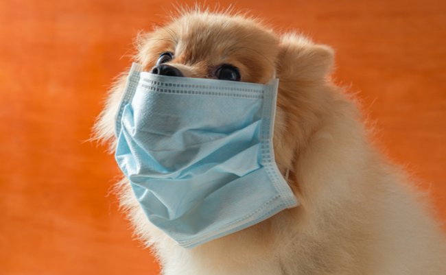 shutterstock_1623720385