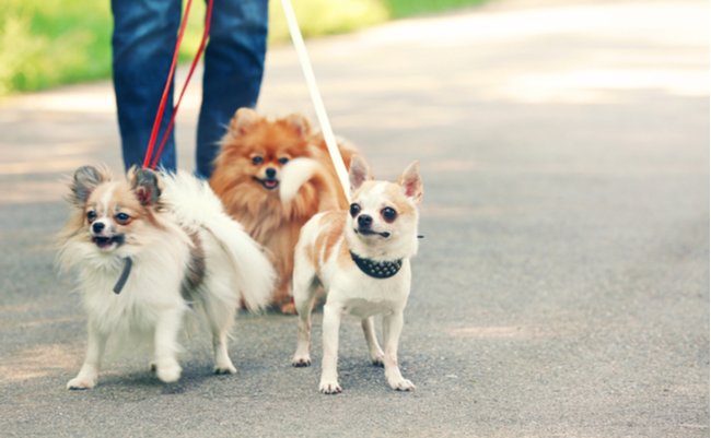 shutterstock_459033349