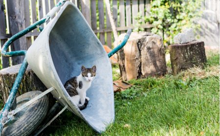 日本語の不思議 なぜ手押しの一輪車のことを ねこ と言うのか まぐまぐニュース