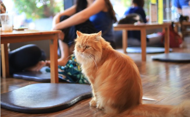 shutterstock_1651081987