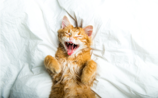 shutterstock_1656849520