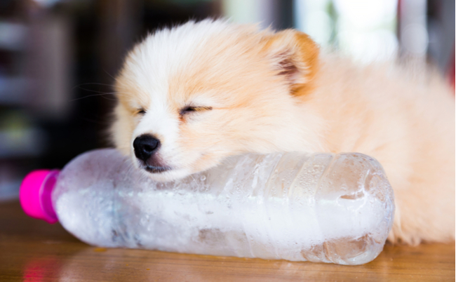 shutterstock_409395586