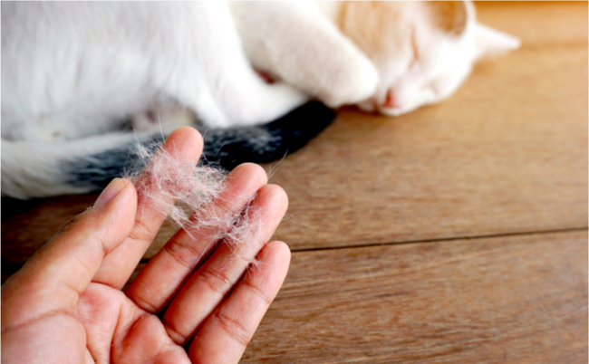 shutterstock_508632067