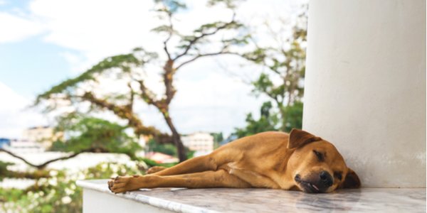 shutterstock_580736056