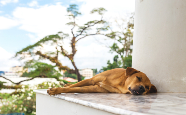 shutterstock_580736056