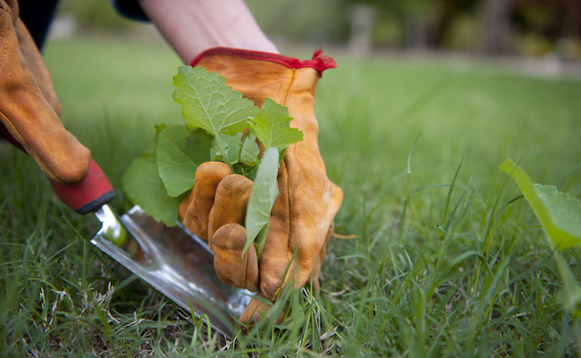 shutterstock_107920907