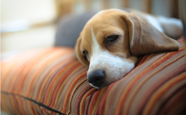 shutterstock_145630927