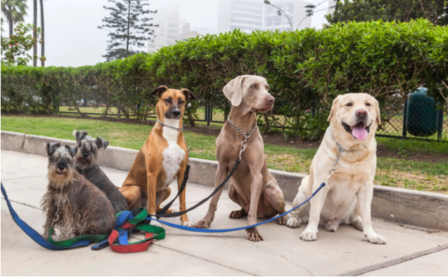 shutterstock_1713597769