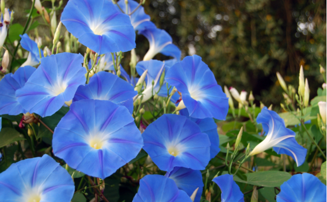 shutterstock_83939836