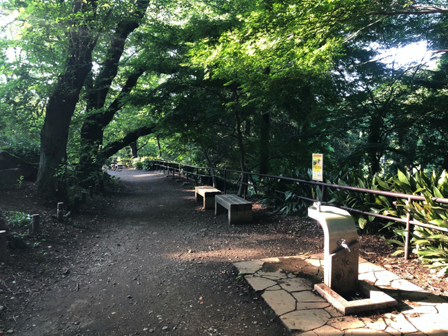 緑が深い箱根山は、都民のハイキングコースとなっている