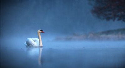 shutterstock_1110878921