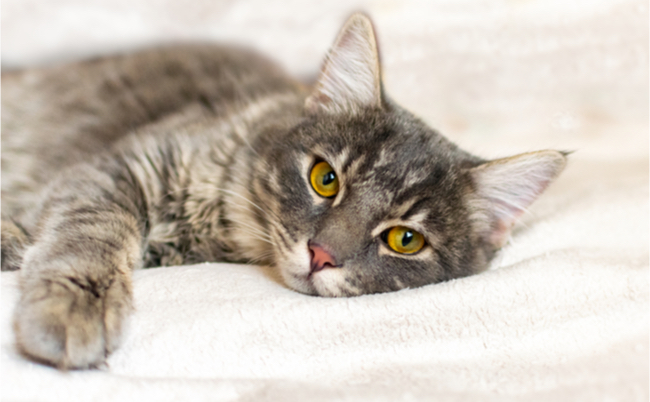 shutterstock_1612083247