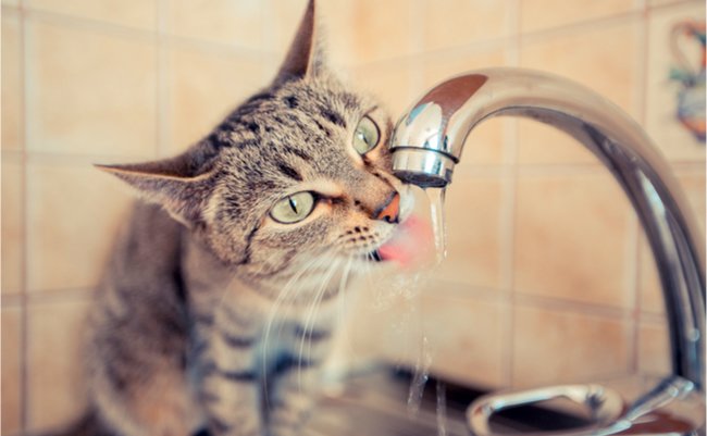 ペットも猛暑で熱中症の危険。犬や猫に与えるべき「水の量」は？