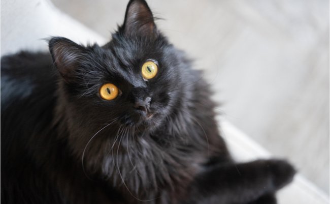 shutterstock_1347129014