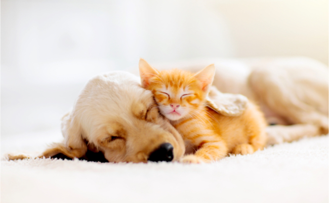 shutterstock_1479239243