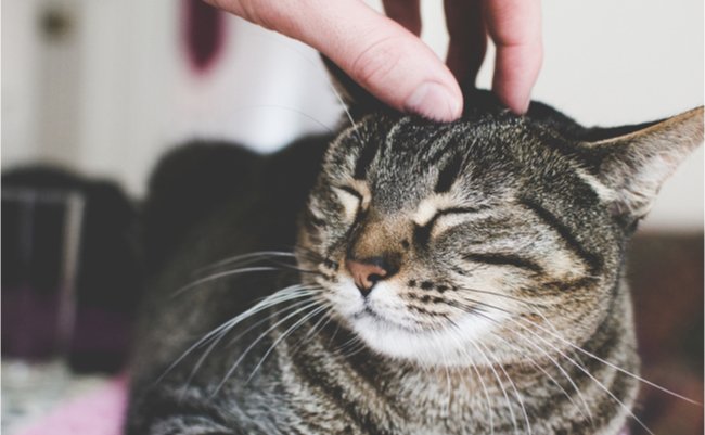週に一度は触ってね。愛猫をコロナから守るための健康チェック法
