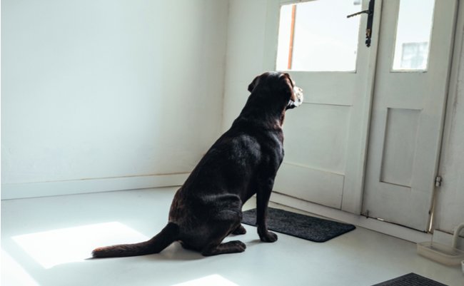 shutterstock_1533101996