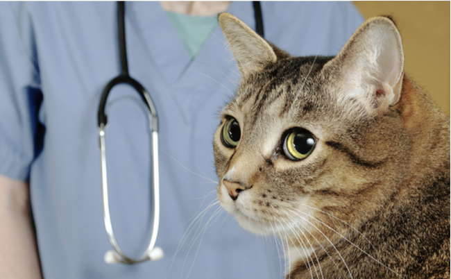 shutterstock_314631344