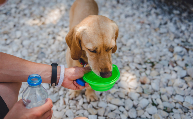 shutterstock_705688516