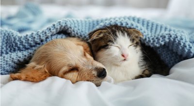 shutterstock_1519914434