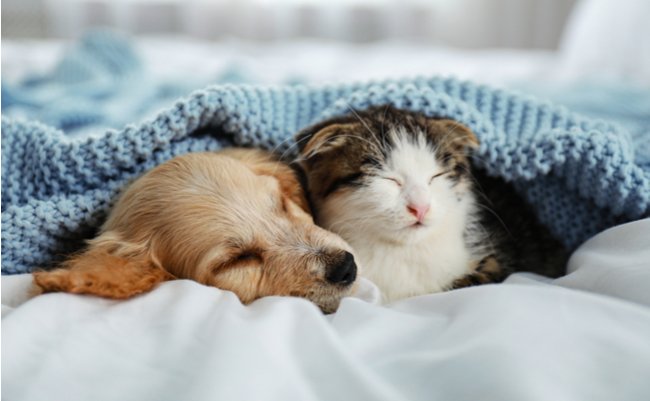 shutterstock_1519914434