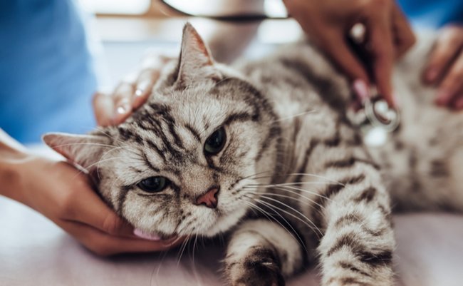 shutterstock_760952161