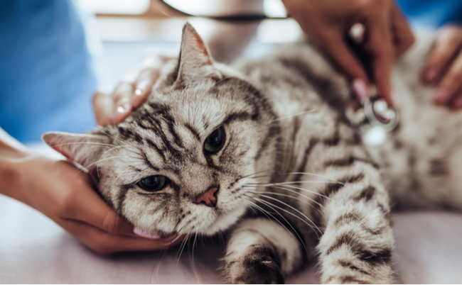 shutterstock_760952161