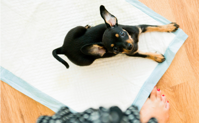 shutterstock_1171581340