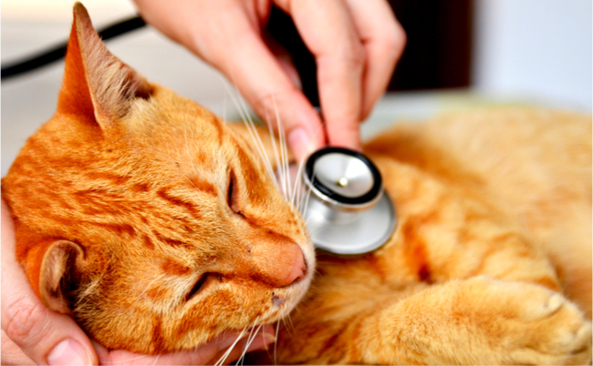 shutterstock_184914029