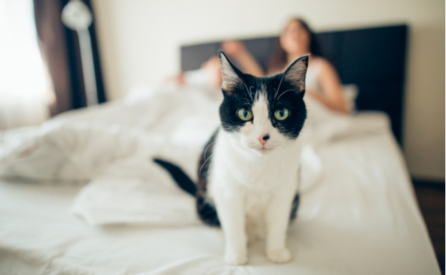 shutterstock_620022353