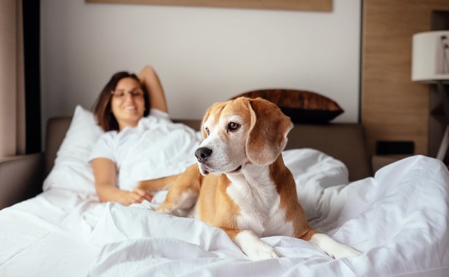 Woman,And,Her,Beagle,Dog,Meet,Morning,In,Bed