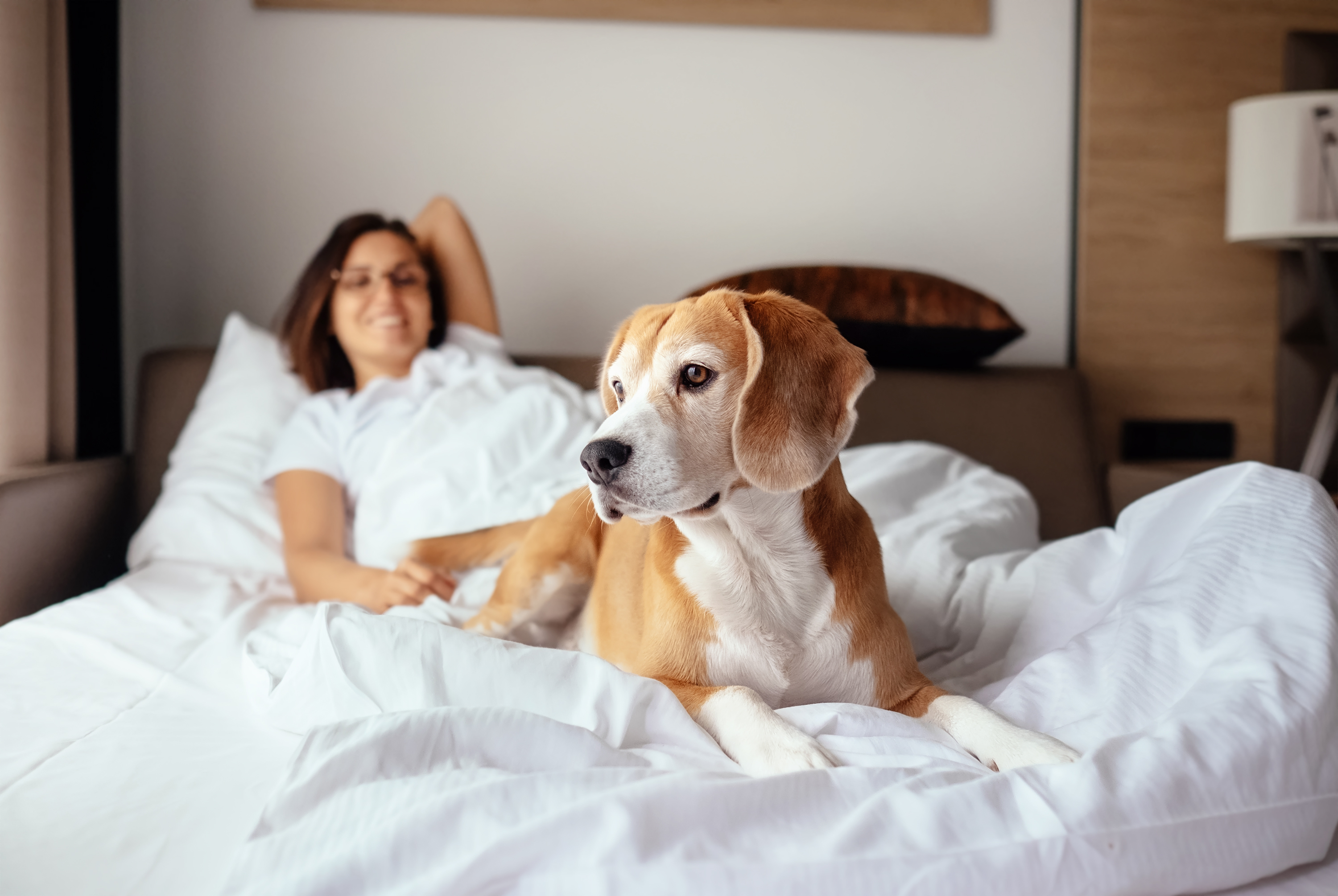 Woman,And,Her,Beagle,Dog,Meet,Morning,In,Bed