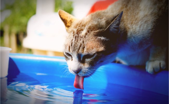 shutterstock_625881335