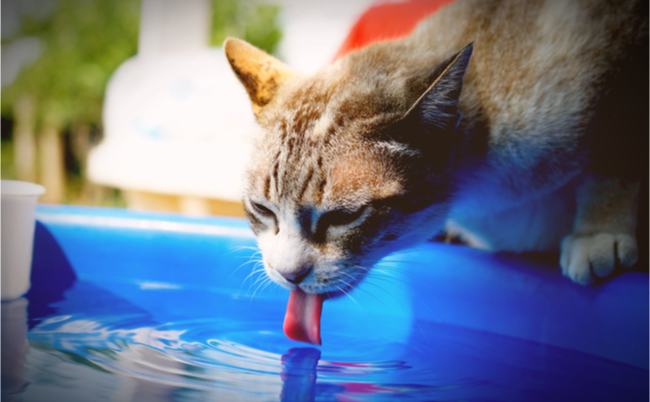 shutterstock_625881335