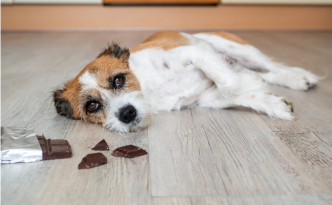 最悪は 死 獣医師が教える犬がチョコを食べたときの症状と対処法 まぐまぐニュース
