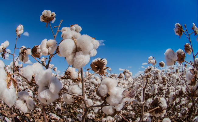 shutterstock_1662254746