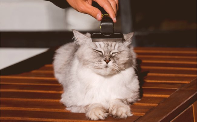 shutterstock_1862282701