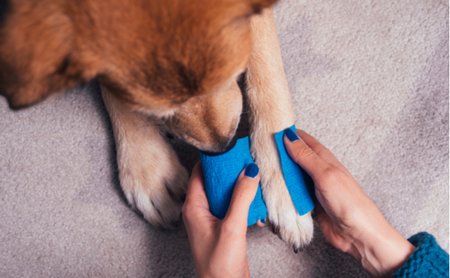 愛犬 愛猫がケガで出血 飼い主が知っておくべき2つの応急処置 まぐまぐニュース