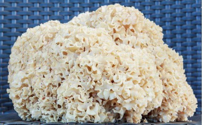 shutterstock_115517866