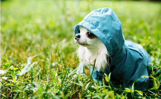 shutterstock_1155374698