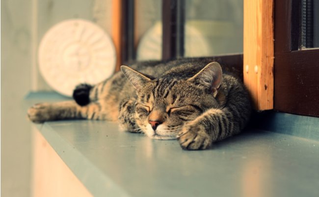 shutterstock_216999619