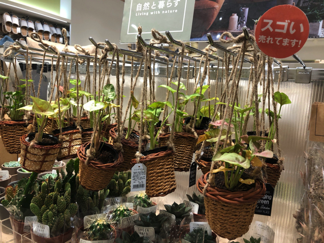 種類も豊富な観葉植物