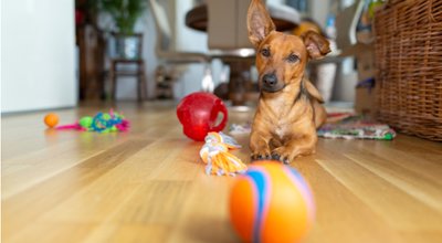 shutterstock_1256513359