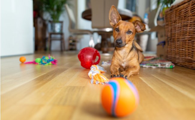 shutterstock_1256513359