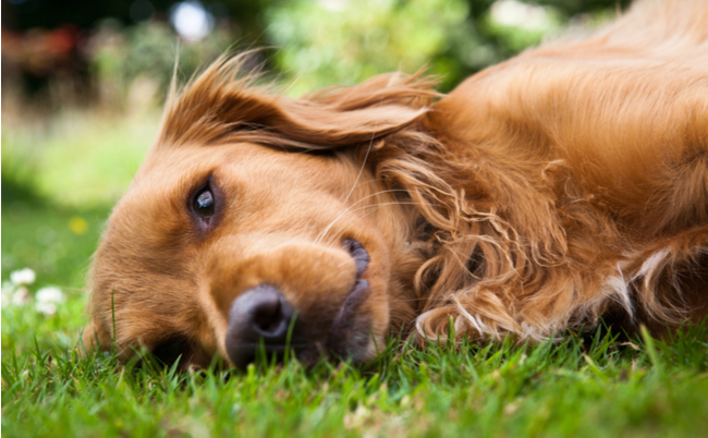 shutterstock_57708280